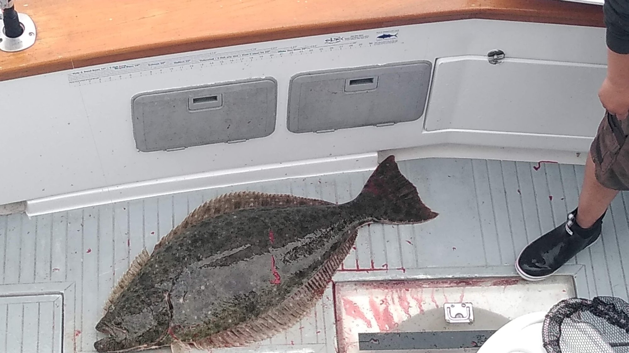 halibut1